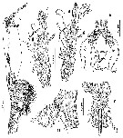 Species Monstrilla longa - Plate 3 of morphological figures