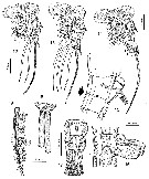 Espce Monstrilla longa - Planche 4 de figures morphologiques