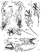 Species Cymbasoma quintanarooense - Plate 11 of morphological figures