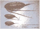 Espce Calanus hyperboreus - Planche 19 de figures morphologiques