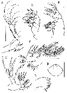 Species Paracycloppina sacklerae - Plate 2 of morphological figures
