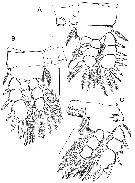 Species Paracycloppina sacklerae - Plate 3 of morphological figures