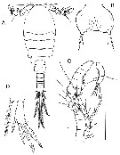 Espce Paracycloppina sacklerae - Planche 5 de figures morphologiques
