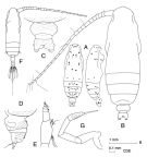 Espce Subeucalanus crassus - Planche 1 de figures morphologiques