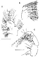 Espce Boholina parapurgata - Planche 3 de figures morphologiques