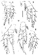 Espce Boholina parapurgata - Planche 4 de figures morphologiques