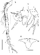Species Boholina parapurgata - Plate 7 of morphological figures