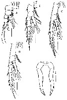 Species Stephos geojinensis - Plate 3 of morphological figures