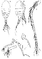 Species Stephos geojinensis - Plate 5 of morphological figures