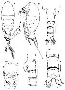 Espce Stephos projectus - Planche 1 de figures morphologiques