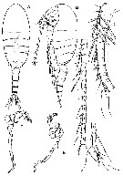 Espce Stephos projectus - Planche 4 de figures morphologiques