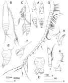 Espce Subeucalanus longiceps - Planche 1 de figures morphologiques