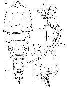 Species Goniopsyllus dokdoensis - Plate 1 of morphological figures