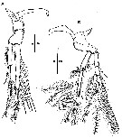 Espce Goniopsyllus dokdoensis - Planche 3 de figures morphologiques