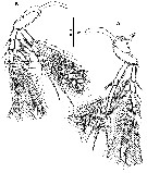 Espce Goniopsyllus dokdoensis - Planche 4 de figures morphologiques