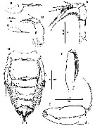 Espce Goniopsyllus dokdoensis - Planche 7 de figures morphologiques