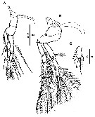 Espce Goniopsyllus dokdoensis - Planche 8 de figures morphologiques