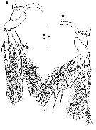 Espce Goniopsyllus dokdoensis - Planche 9 de figures morphologiques