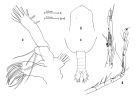 Espce Euaugaptilus angustus - Planche 2 de figures morphologiques