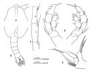 Species Euaugaptilus bullifer - Plate 3 of morphological figures