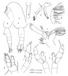 Espce Euaugaptilus elongatus - Planche 1 de figures morphologiques