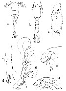 Espce Laitmatobius crinitus - Planche 1 de figures morphologiques