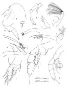 Species Euaugaptilus fecundus - Plate 1 of morphological figures