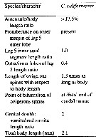 Espce Cymbasoma californiense - Planche 7 de figures morphologiques