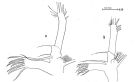 Espce Euaugaptilus filigerus - Planche 3 de figures morphologiques
