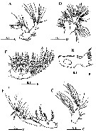 Species Centropages mohamedi - Plate 2 of morphological figures
