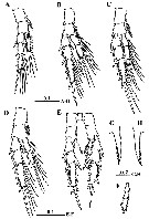 Species Centropages mohamedi - Plate 3 of morphological figures