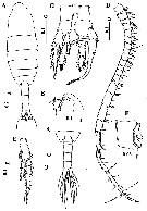 Species Centropages mohamedi - Plate 4 of morphological figures