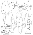 Espce Euaugaptilus gracilis - Planche 1 de figures morphologiques