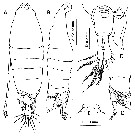Espce Tortanus (Atortus) andamanensis - Planche 1 de figures morphologiques