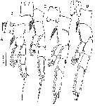 Espce Tortanus (Atortus) andamanensis - Planche 3 de figures morphologiques