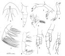 Espce Euaugaptilus humilis - Planche 2 de figures morphologiques
