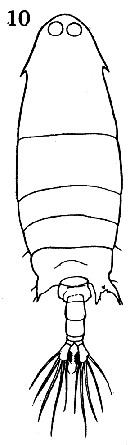 Espce Labidocera rotunda - Planche 14 de figures morphologiques