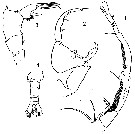 Espce Labidocera rotunda - Planche 15 de figures morphologiques