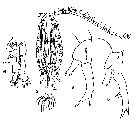 Espce Labidocera rotunda - Planche 16 de figures morphologiques