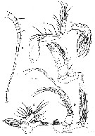 Espce Macandrewella cochinensis - Planche 9 de figures morphologiques