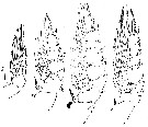 Espce Macandrewella cochinensis - Planche 10 de figures morphologiques