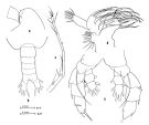 Espce Euaugaptilus laticeps - Planche 4 de figures morphologiques