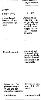 Espce Macandrewella cochinensis - Planche 13 de figures morphologiques