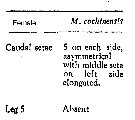 Espce Macandrewella cochinensis - Planche 14 de figures morphologiques