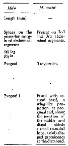 Espce Macandrewella scotti - Planche 4 de figures morphologiques