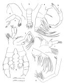 Species Euaugaptilus longimanus - Plate 3 of morphological figures