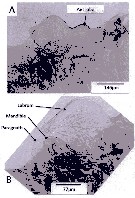 Espce Metridia lucens - Planche 23 de figures morphologiques
