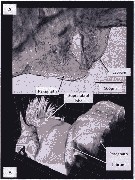 Espce Paraeuchaeta elongata - Planche 21 de figures morphologiques