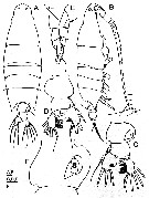 Espce Labidocera kuwaitiana - Planche 1 de figures morphologiques
