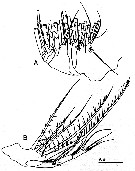 Espce Labidocera kuwaitiana - Planche 4 de figures morphologiques